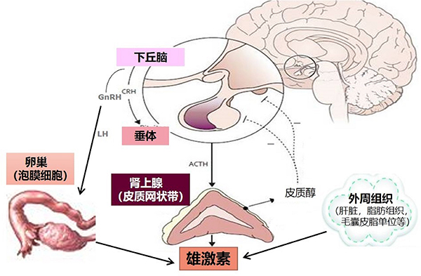 4 女性雄激素合成调控通路.jpg