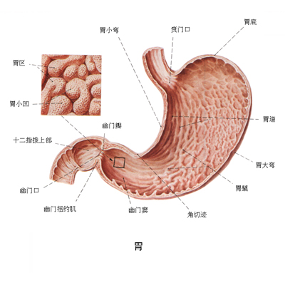 消化性溃疡病理生理图图片